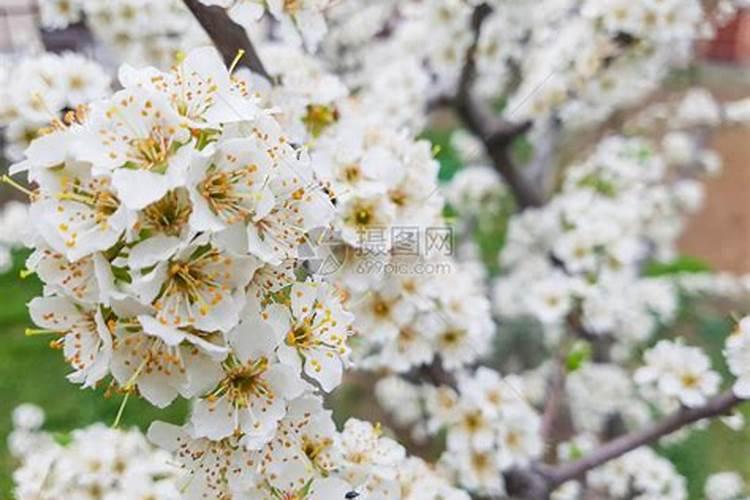 玉米什么时候使用叶面肥？玉米叶面肥喷施浓度