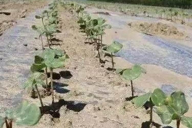 棉花吐絮遇雨怎么办