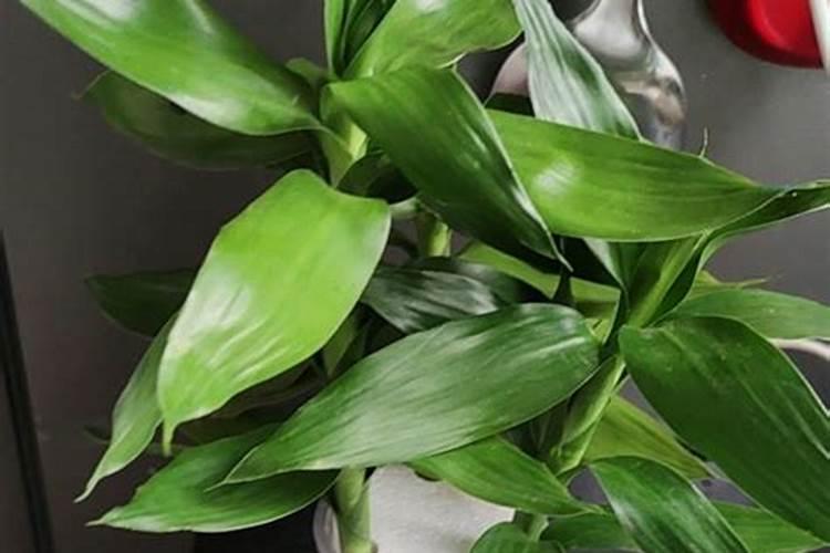 能让观音竹叶子变绿喷什么好？