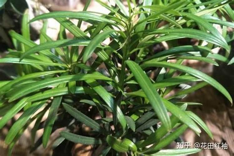 什么花最好养活不用施肥、不用施肥的花