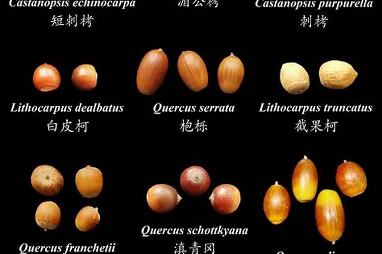 不施肥可以种菜吗;不施肥的植物