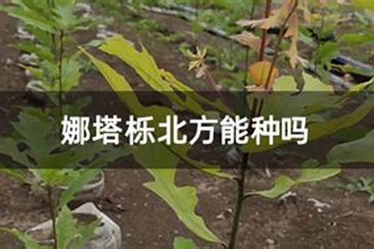 叶面喷施硼肥的最佳时间