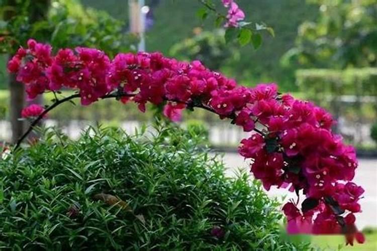 三角梅夏天能施肥吗？适合用哪种肥料以及多久施一次？