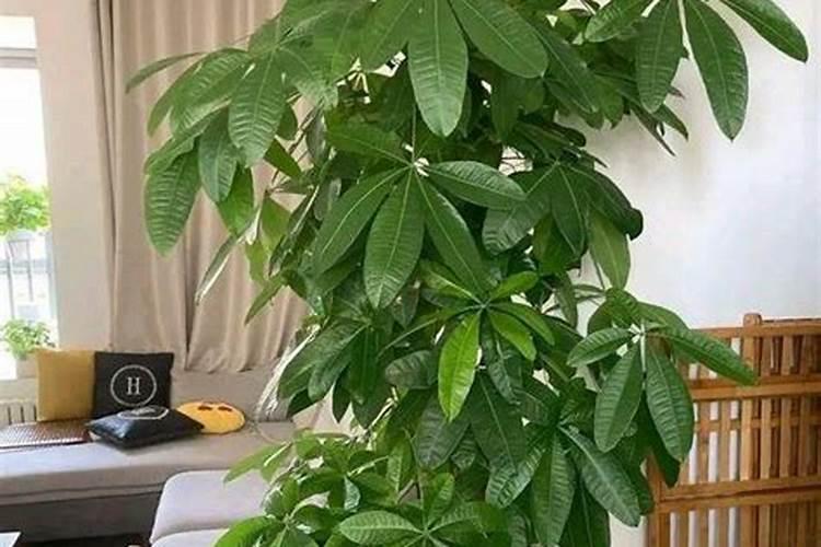 绿叶宝肥料可以放发财树里吗？