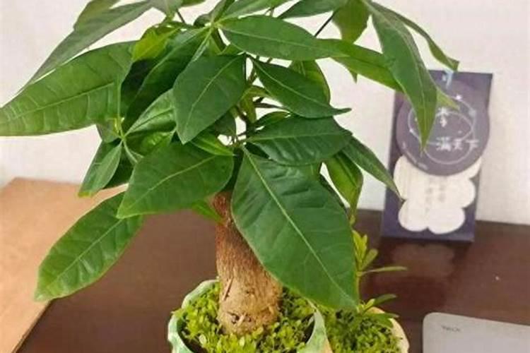 小发财树修剪方法图解