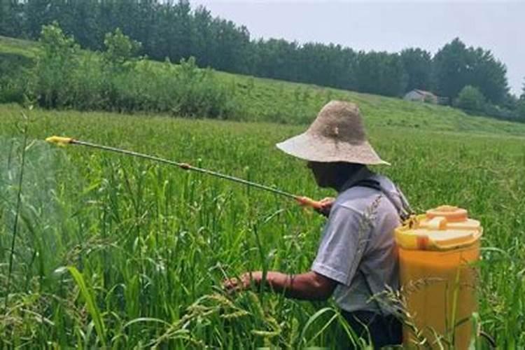 叶面肥什么时候打效果好