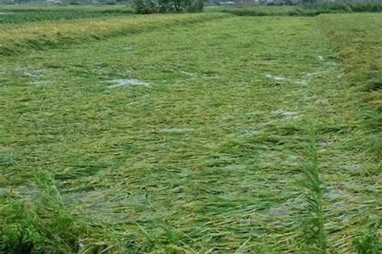 水稻磷酸二氢钾喷一次有效吗