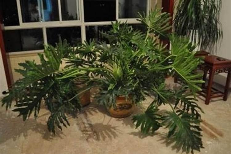 龟背竹多久施肥 龟背竹施肥时间:何时最适宜？