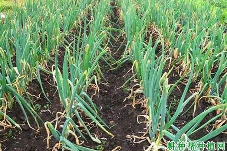 大葱用什么复合肥好 使用几次效果好