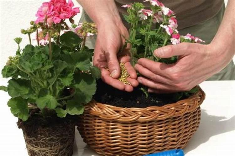 氮肥养花一克用多少水兑