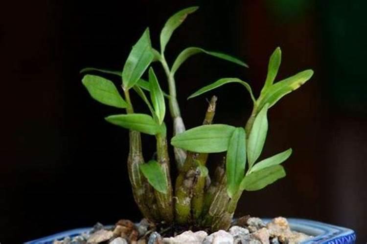 盆栽石斛兰花的叶面肥用那种好 盆栽石斛兰花的叶面肥哪那种最好呢