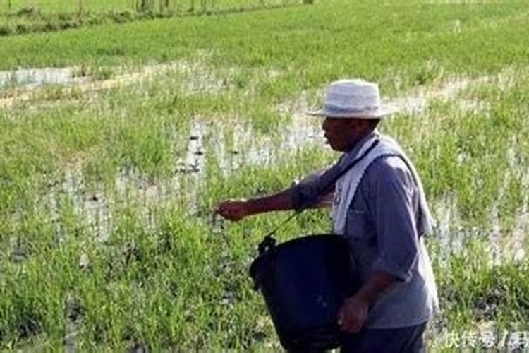 水稻施肥用量多少合适