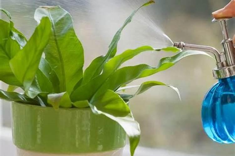 磷肥泡水可以浇花吗