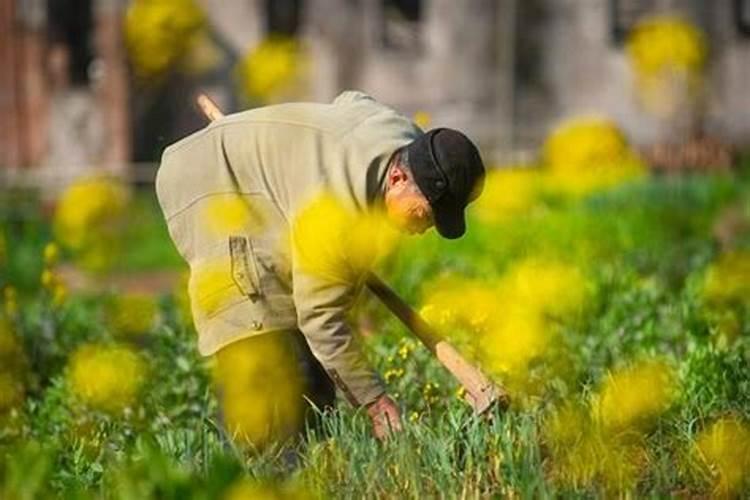 小白菜出芽后几天浇肥 可以施复合肥吗