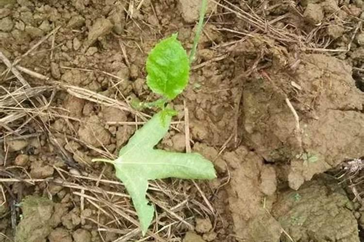 甜瓜苗期可以喷叶面肥吗？