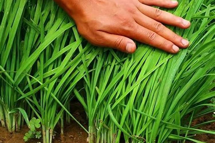 韭菜软是缺钾肥还是缺钙肥