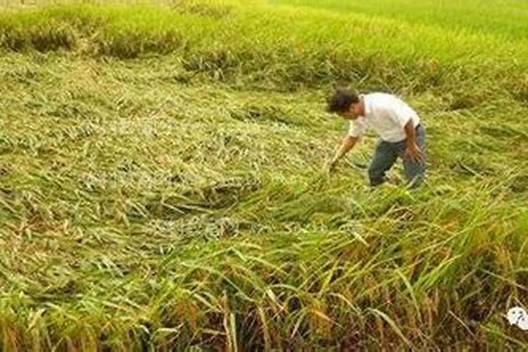 水稻叶面肥哪种好 如何正确喷施