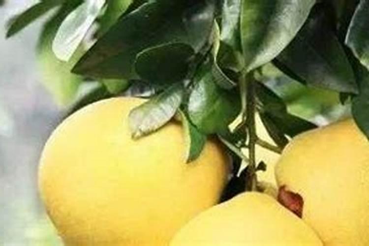 柚子树正在开花可以施肥吗？