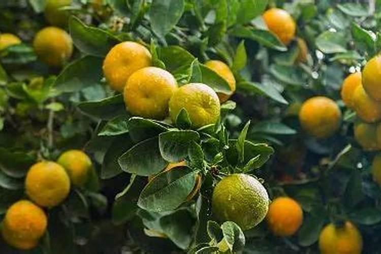 烂掉的水果做花肥但是太酸了怎么办