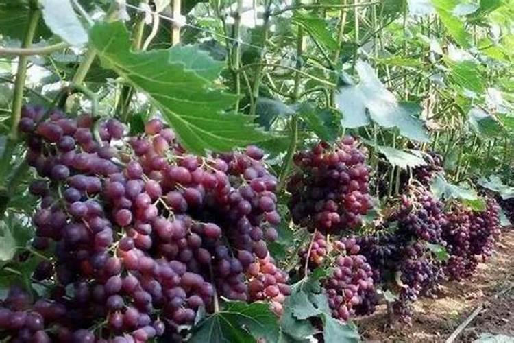 葡萄树施什么肥好
