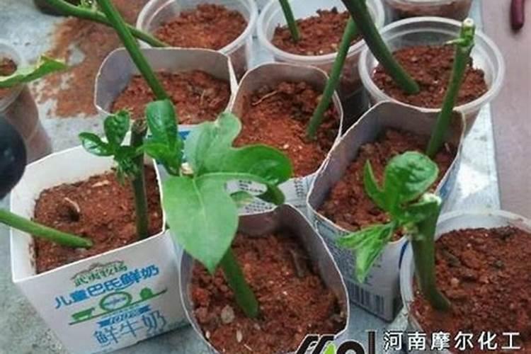 百香果叶面肥有哪些