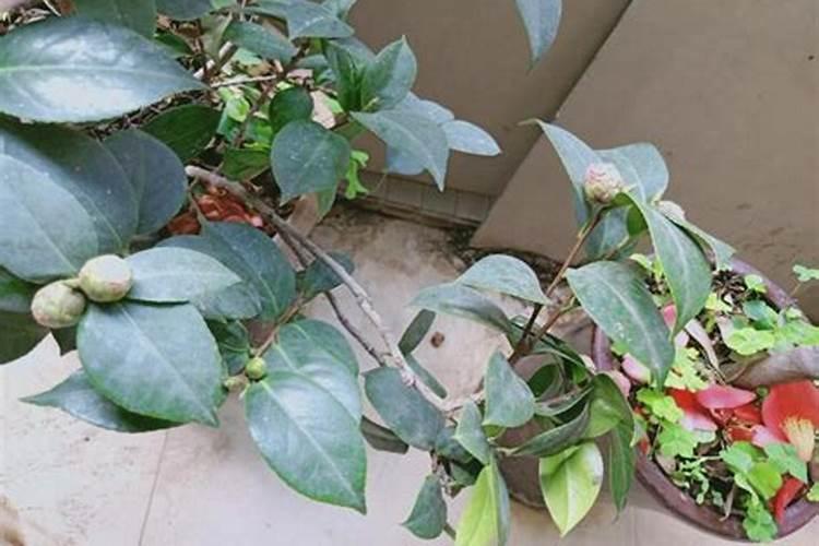 茶花为什么不开花