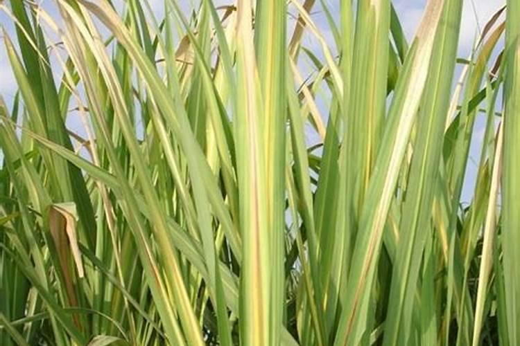 一颗一颗的甘蔗种子怎么种？