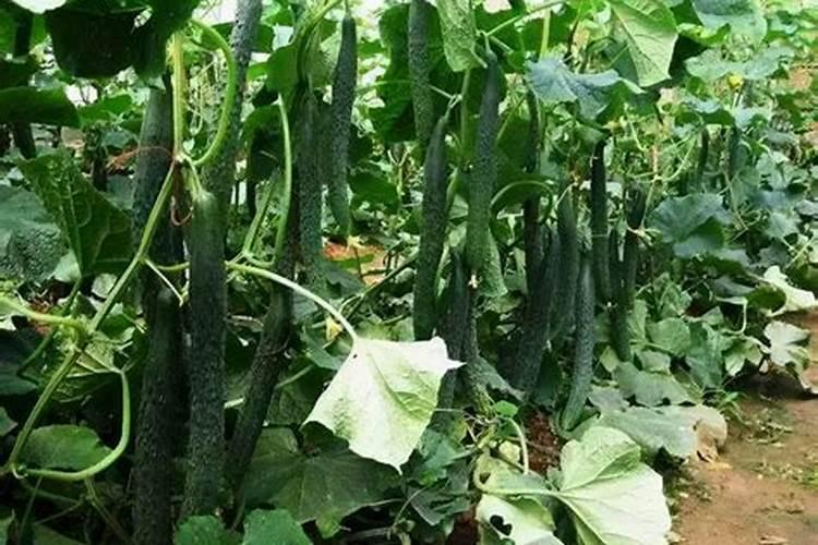 青瓜施什么肥最好