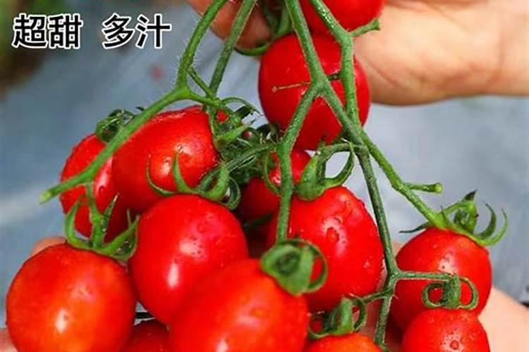 樱桃小番茄施肥要合理,樱桃小番茄怎么施肥？