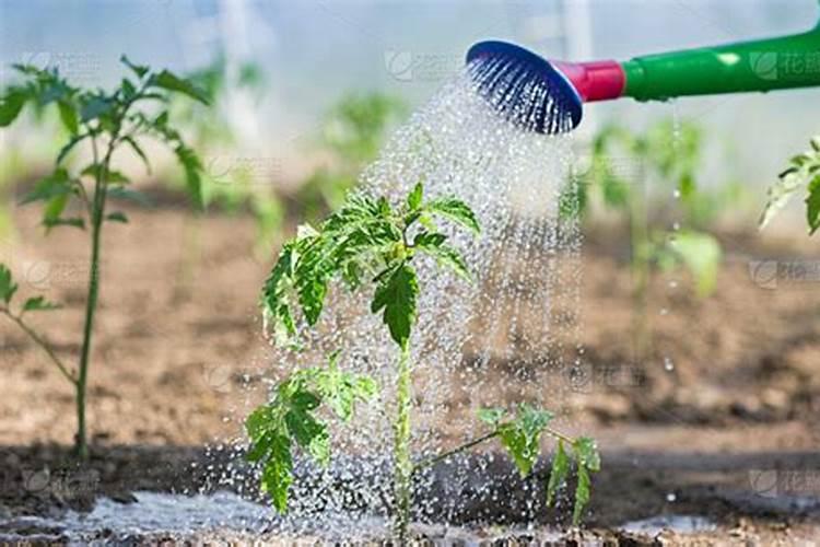 种小番茄和草莓什么时候施肥最好？(在线等)