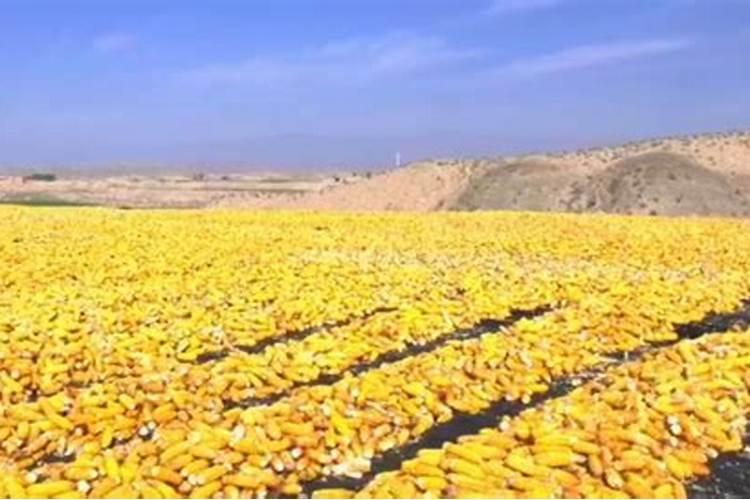 西北的玉米现在需要种什么肥料？