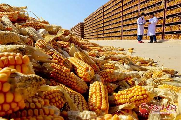 玉米后期追什么肥料好