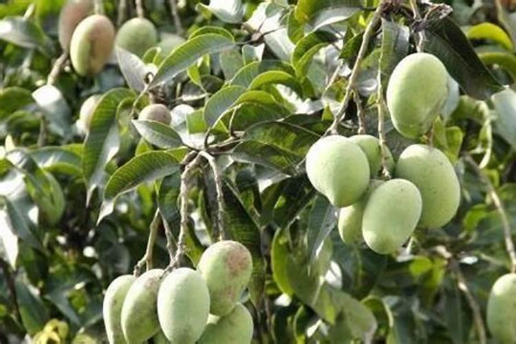 芒果施肥时间和方法简介