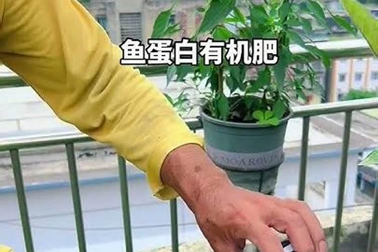 怎么消除鱼的水熔性蛋白