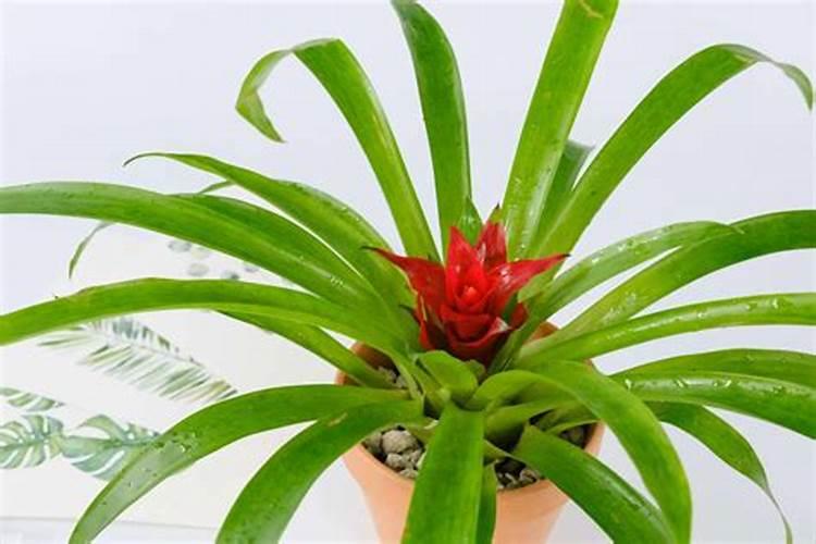 鸿运当头小苗怎么养