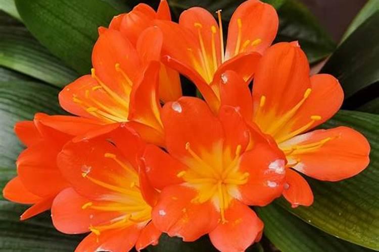 君子兰施什么肥好钾肥