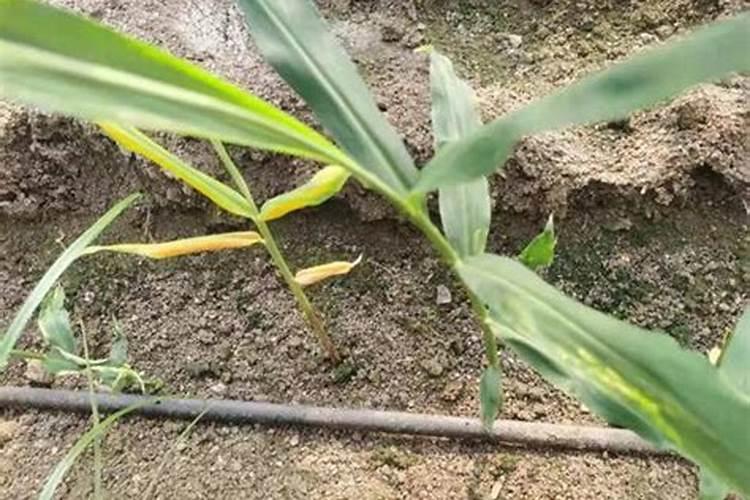 生姜种植脚叶黄是什么原因呢