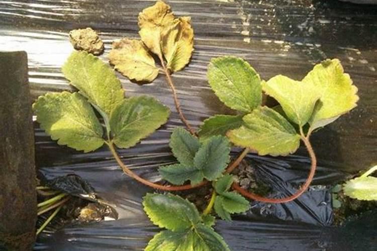 水稻青枯病发病原因