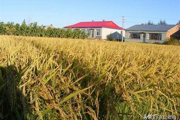 水稻田氯化钾什么时间施