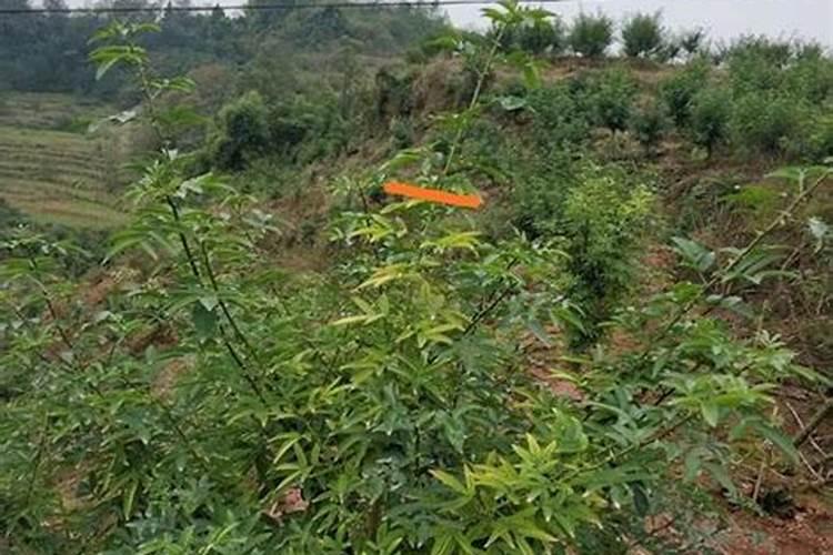 花椒喜欢什么肥料