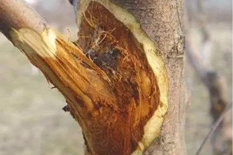 上什么肥减轻腐烂病