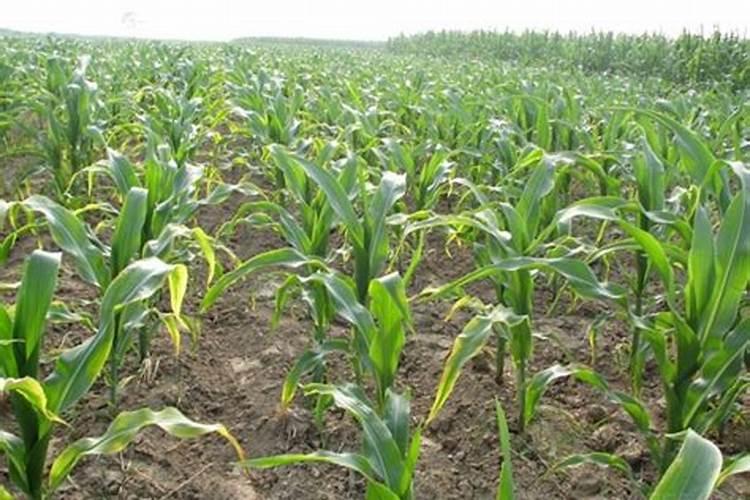 玉米需冲施钾肥来满足生长需求吗？