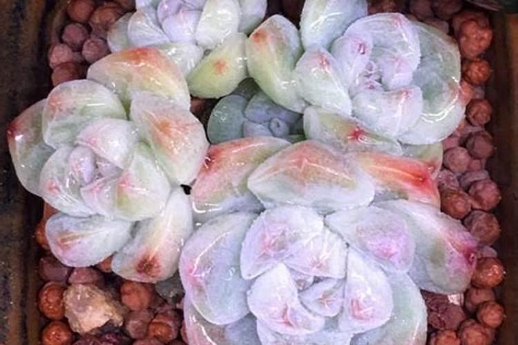 多肉施肥用什么肥料