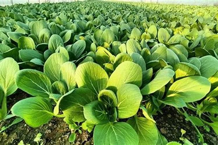 种大白菜施什么肥最好