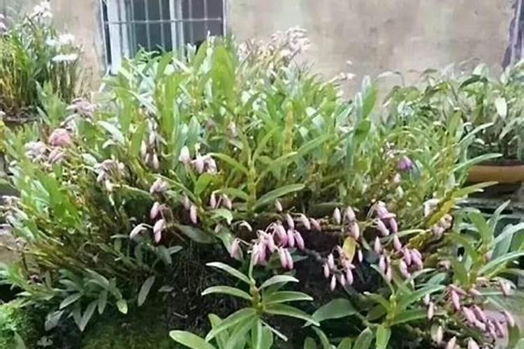 石斛兰的养殖方法和注意事项