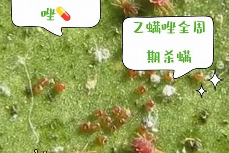 乙螨唑和叶面肥可以混用吗