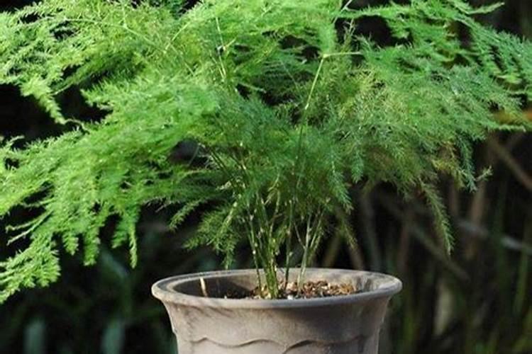 文竹花期养护4个方法