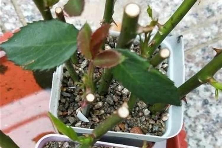 月季花扦插有哪些方法