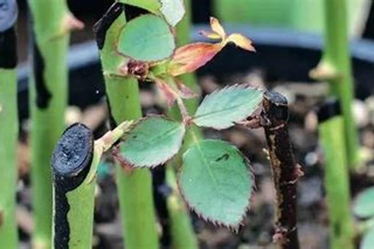 扦插月季施什么肥苗壮