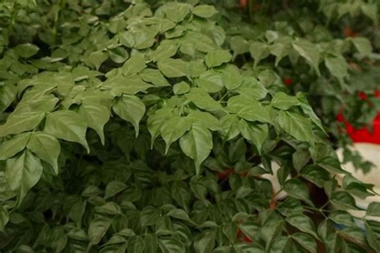 幸福树冬季浇水施肥方法 幸福树冬季如何浇水施肥